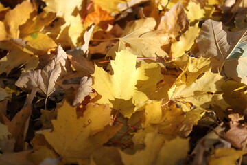 Autumn leaves in the forest