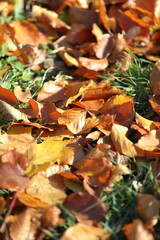 Autumn leaves in the forest