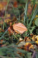 Autumn leaves in the forest