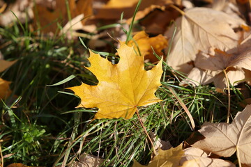 Autumn leaves in the forest