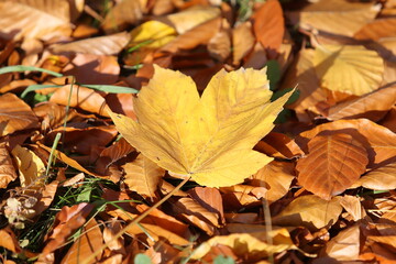 Autumn leaves in the forest