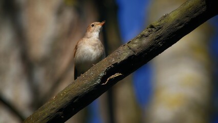 Common Nightingale Bird Tree Natural Habitat
