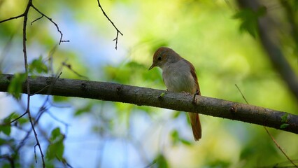 Common Nightingale Bird Tree Natural Habitat