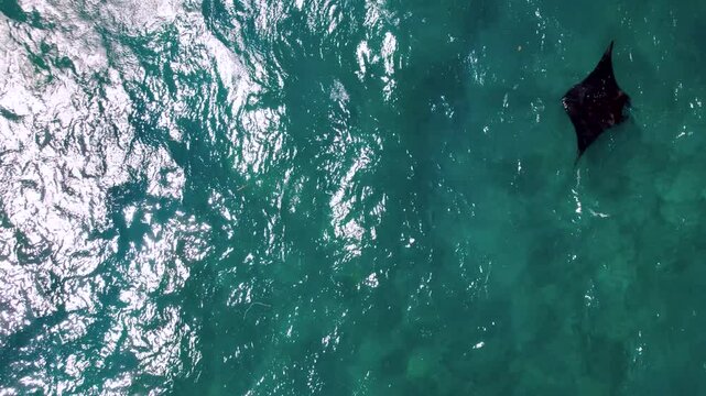 Raie Manta nage dans la mer au travers des rayons du soleil vu du ciel, Indon&eacute;sie, Bali, Asie