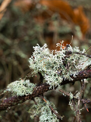 green lichen on a dead tree