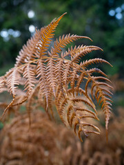 fern in autumn colors © Piotr
