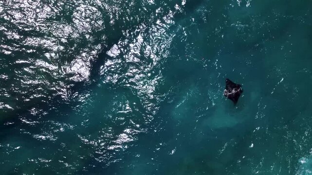 Raie Manta nage dans la mer au travers des rayons du soleil vu du ciel, Indon&eacute;sie, Bali, Asie