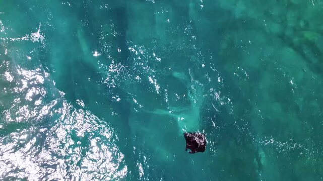 Raie Manta nage dans la mer au travers des rayons du soleil vu du ciel, Indon&eacute;sie, Bali, Asie