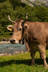 Cow with horns in a pasture. Cattle cow grazing on farmland. Grazing Cows in a Meadow with Grass. Cows Herd on a Grass Field. Mature Cow in a Green Field. Cows Grazing in Natural Pasture.