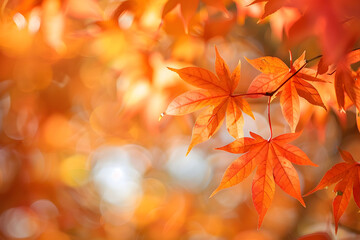 A branch with orange maple leaves on a blurred orange background. Natural autumn background with space for text