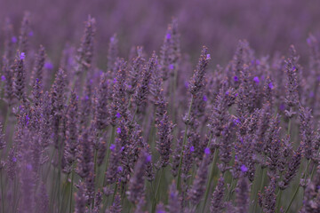 Starovičky lavender farm in South Moravia