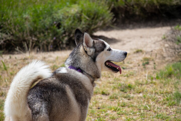cute siberian husky looking out into nature