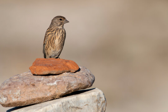 A female linnet perching on rough stone. Brown birds of finch family. Beautiful bird in natural environment.Carduelis cannabina.