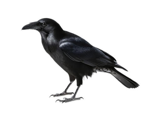 Black crow stands on one leg against isolated transparent background. Wings spread, tail feathers tucked. Head turned, beak pointed downwards. Gaze directed to right side. Alpha mask.