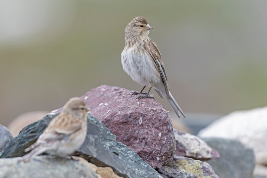 twite (Linaria flavirostris) perched on a rock.