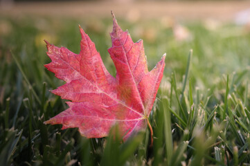 red maple leaf