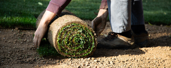 gardener laying down a roll of green grass turf in back yard. Gardening concept, green lawn