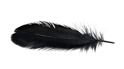 Single black feather isolated on gray background. Long pointed tail, slightly curled end. Feather appears to float in air, smooth, fluffy, soft, fragile. Black plume, single quill, bird wing,