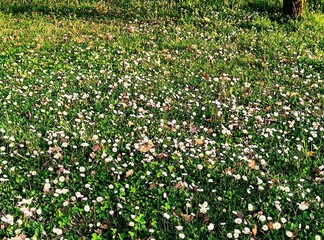 field of flowers