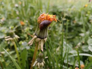 Fototapeta premium Snail on flower bud