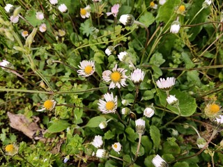 Top view of daisy flowers 