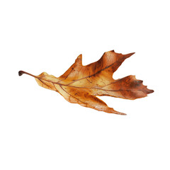 Naklejka premium Dried oak leaf close-up with detailed veins on white background.