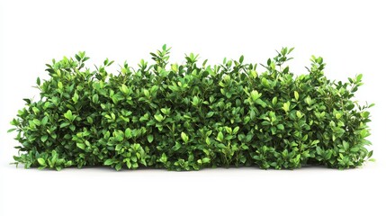 Fototapeta premium Green shrubby tropical plant fence bush tree with lush leaves, isolated on white background with clipping path.