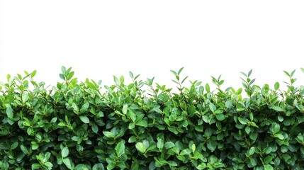 Obraz premium Green shrubby tropical plant fence bush tree with lush leaves, isolated on white background with clipping path.
