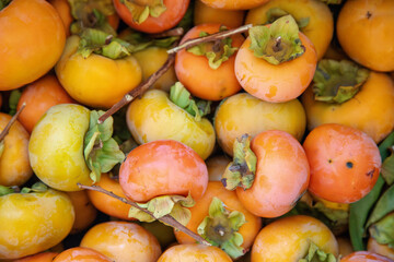 Close up of pile of fresh persimmons after harvest with different degrees of ripeness, Orange and very sweet seasonal fruit of the autumn season.