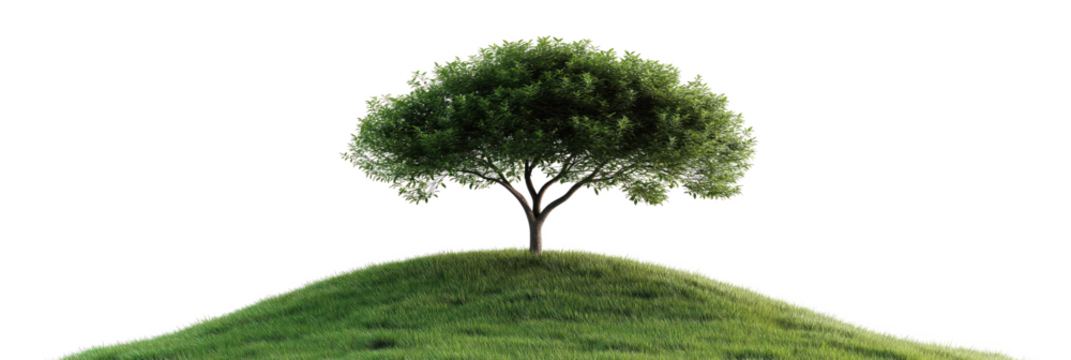 Solitary tree stands on grassy hill in serene landscape. Green leaves, single tree branch, tree trunk in garden. Spring foliage, green environment, summer forest, nature, plant, life, growth, nobody.