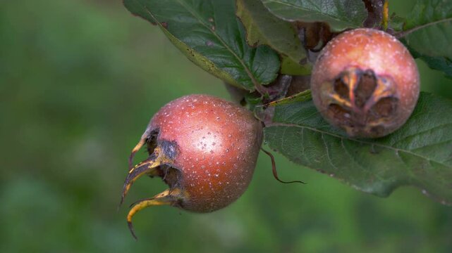 Medlar in natural ambient, ripening (Mespilus germanica) - (4K)
