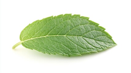 Mint leaf is a green leaf with a menthol flavor.