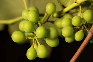 Green grapes, crate of green grapes on a vine in Brazil, selective focus.
