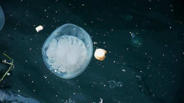 Barrel jellyfish or rhizostoma pulmo in slow motion at dirty sea surface