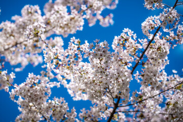 Branches of blossoming cherry on blue sky background. Spring photo of blossom spring nature. White flowers the fruit tree. Cherry blossoms white flowers against a blue sky.