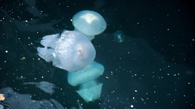 Barrel jellyfish or rhizostoma pulmo in slow motion at dirty water surface