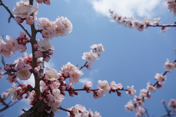 Pink cherry blossoms with sky