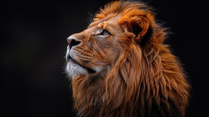 Muzzle of a big fluffy red lion on a black background