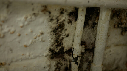 Efflorescence and black mold on basement wall in residential home