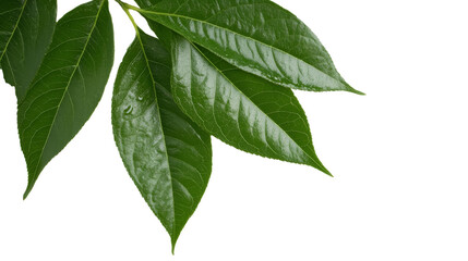 Fototapeta premium Bright Green Spring Leaves Branch Isolated on Transparent Background