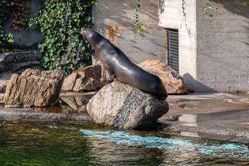 Fototapeta premium The California sea lion (Zalophus californianus) sitting by the pool in a beautiful pose in Amsterdam Artis Zoo. Amsterdam Artis Zoo is oldest zoo in the country. Amsterdam, the Netherlands.