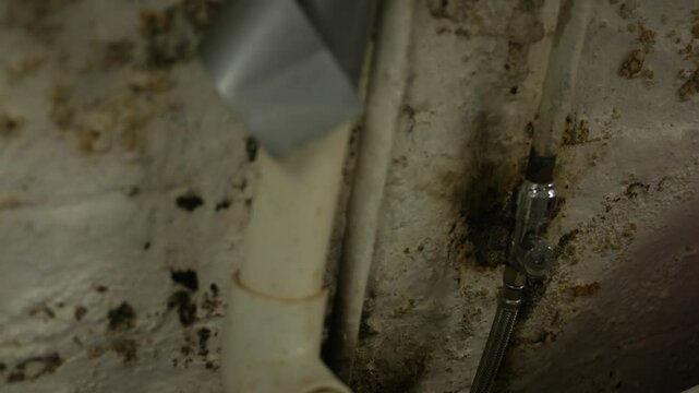Efflorescence and black mold on basement wall in residential home