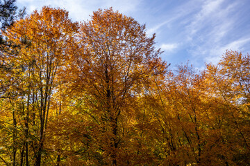 Autumn Forest Scenery with Warm Light Illumining the Gold Foliage. Yenice, Karabuk - Turkey