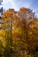 Autumn Forest Scenery with Warm Light Illumining the Gold Foliage. Yenice, Karabuk - Turkey