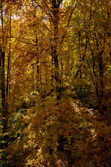 Fototapeta premium Autumn Forest Scenery with Warm Light Illumining the Gold Foliage. Yenice, Karabuk - Turkey