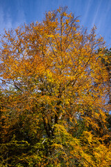 Autumn Forest Scenery with Warm Light Illumining the Gold Foliage. Yenice, Karabuk - Turkey