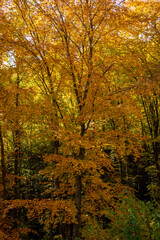 Autumn Forest Scenery with Warm Light Illumining the Gold Foliage. Yenice, Karabuk - Turkey