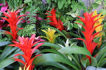 Bright red and yellow flowers