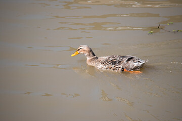 Mallard duck swimming in the Parana river