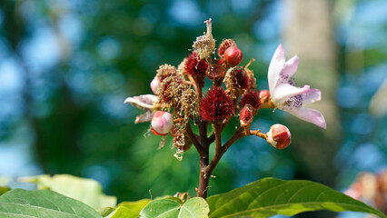 lipstick treee on zanzibar island